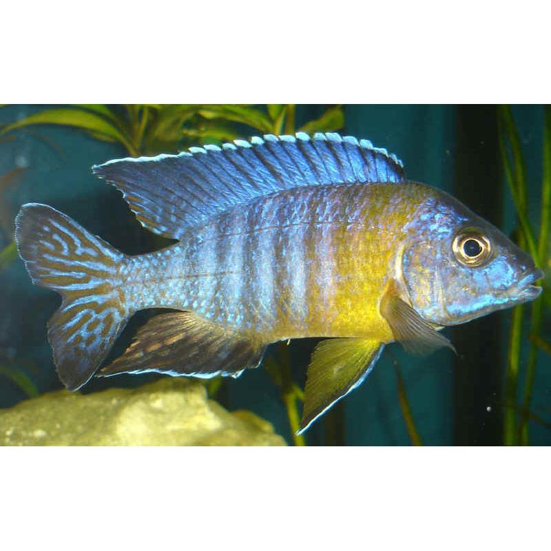 Aulonocara maulana - imagine 5